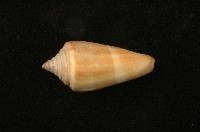 藏品(芋螺)的圖片